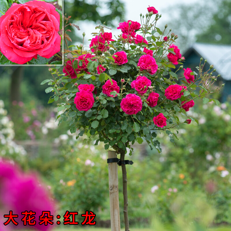 静嘉 树状月季树桩树形月季树型嫁接月季大花月季欧月