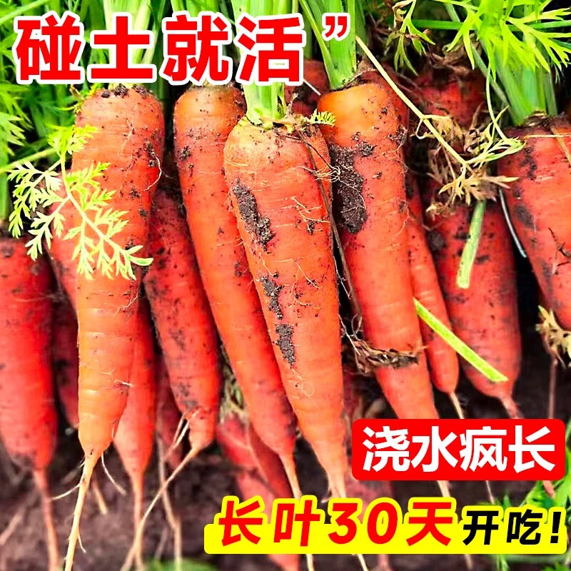 小顶八寸参胡萝卜种子四季高产早熟易活大田种植老品种胡萝卜种籽 八