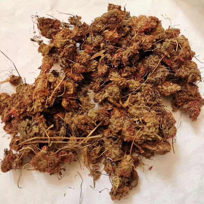 中药材锦地罗生怎地罗一朵芙蓉花夜落地金钱草