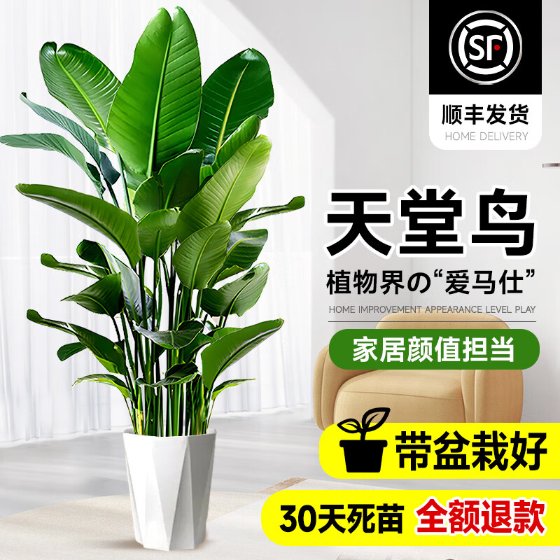 静黛轩天堂鸟盆栽绿植室内大型客厅植物落地真树办公室鹤望兰大禄植花卉 天堂鸟100-120cm(白色钻石盆） 含盆