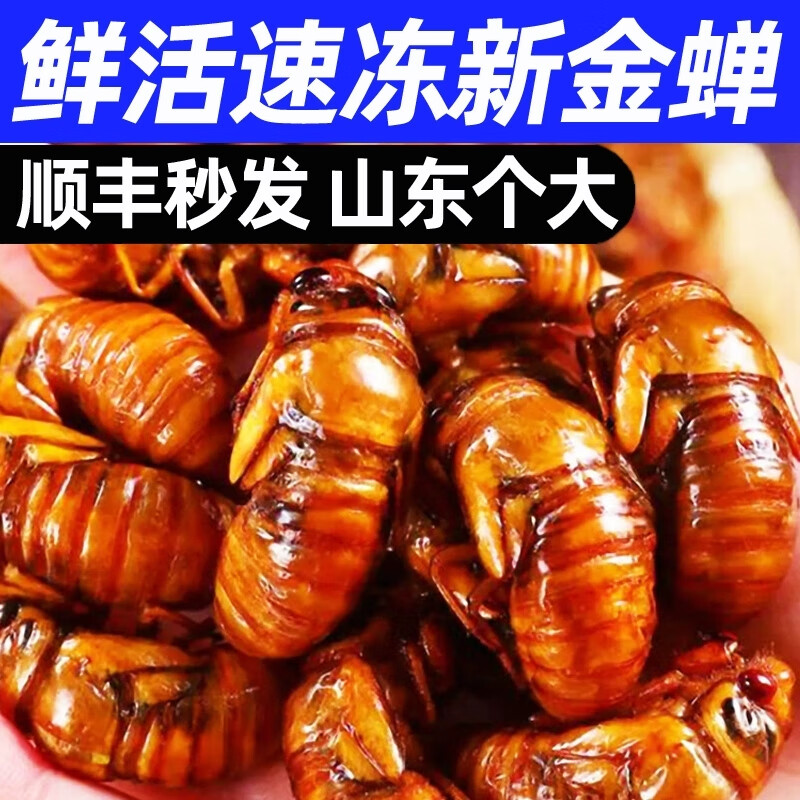 誘神仙知了猴新鮮山東活體金蟬知了爬叉猴速凍知了龜預制菜肉禽菜肴 【精挑】大金蟬50只+大白蟬50只