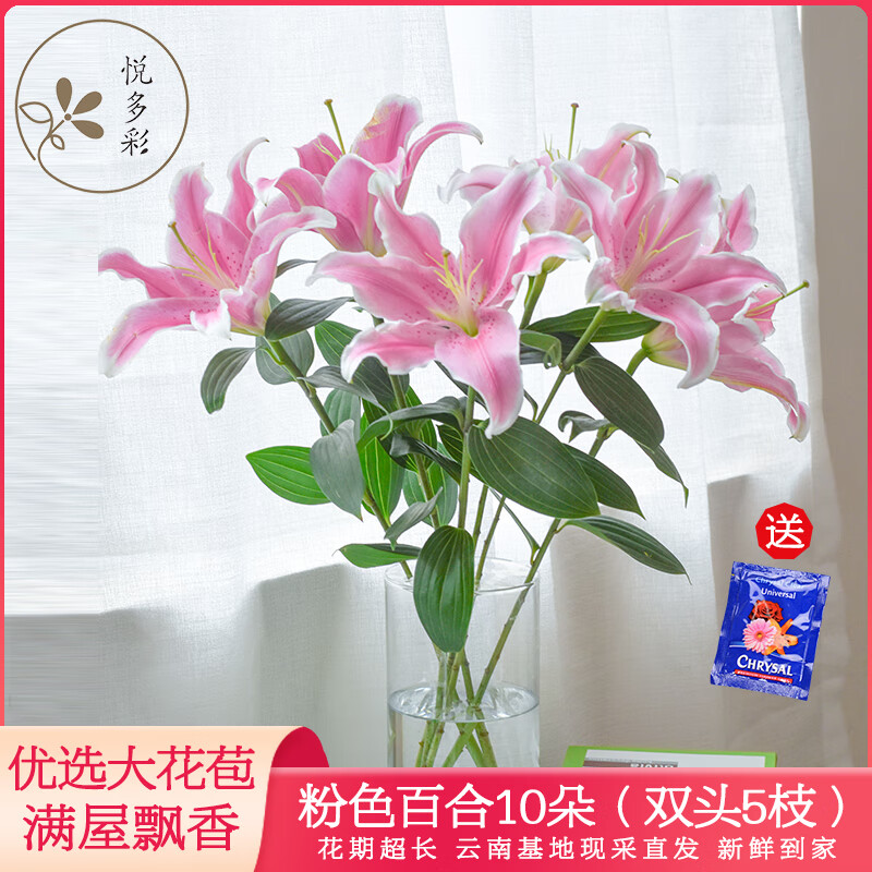 悦多彩AB级优质香水百合 家庭办公室各色生活鲜花 昆明基地 现采直发 粉色百合花10朵  ( 双头5枝)