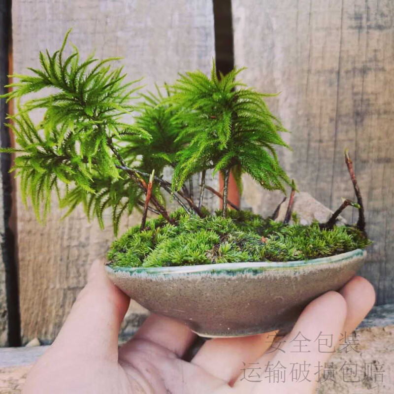 万年藓水草小型客厅生态鱼缸造景小植物水培遇水即活耐低温微景观 精品万年藓10颗
