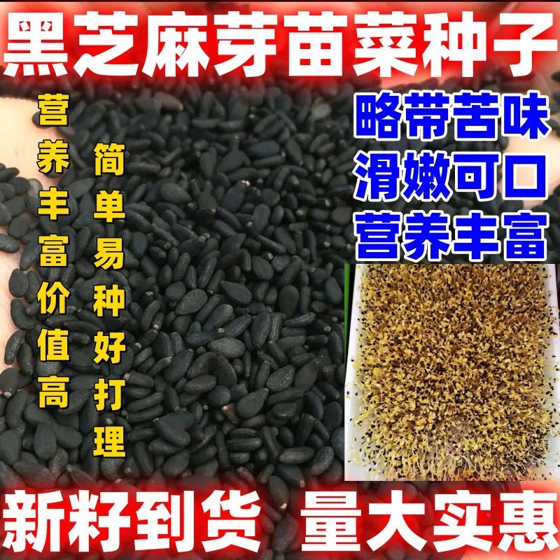 蔬菜种子四季播秋季大田高产养生蔬菜籽 黑芝麻芽苗菜种子