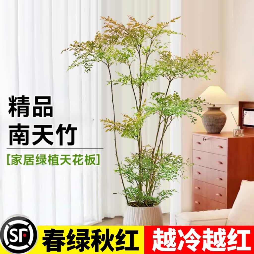 手耕田南天竹盆栽客厅大型绿植室内外落地式办公室观叶庭院植物四季好养 南天竹老桩1.6-1.8米4-6分枝配