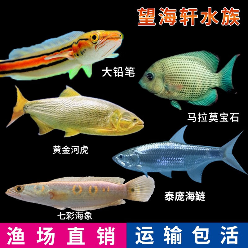 七彩海象鱼铅笔鱼泰庞海莲马拉莫宝石黄金河虎鱼大型观赏鱼活体 黄化