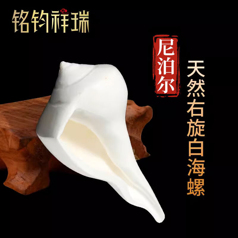 514cm洁净透白尼泊尔天然右旋贝壳园艺装饰八供品之一供佛用品 57cm