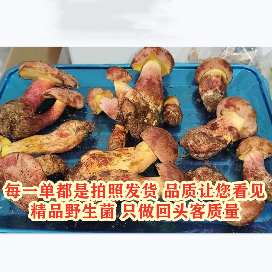 云南野生见手青新鲜牛肝菌当季野生菌红葱蘑菇野生顺丰现发见手青 520g一斤精品质量装