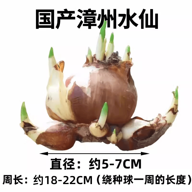 水仙花种球重瓣水养盆栽四季开花卉植物室内花绿植水培好养 【特大球】漳州水仙花1球【周长18-22】