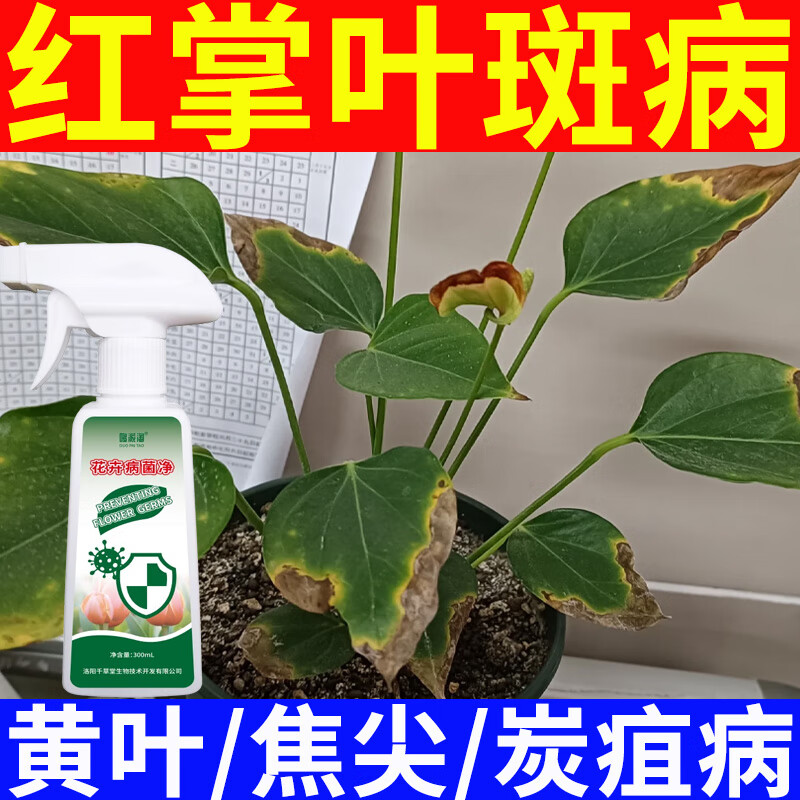 哆派淘红掌叶斑病专用营养液肥料炭疽病黑斑病叶子发黄焦边园艺肥料