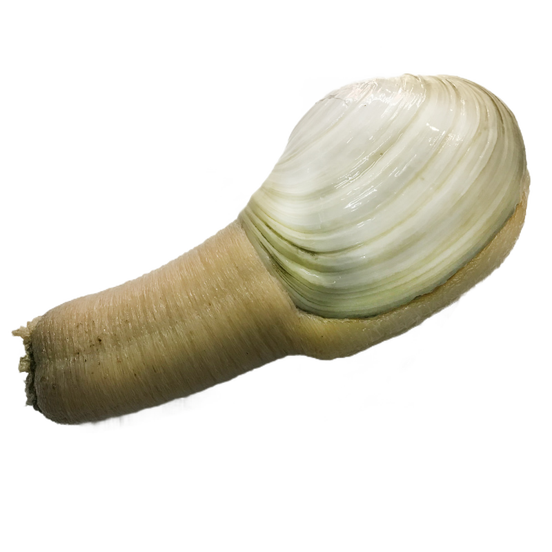 968去购买活鲜 乐食港 加拿大鲜活象拔蚌2224斤只加蚌可刺身部分