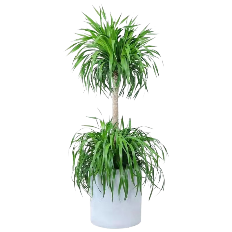 ���ڲ���������1.2-1.4m˫����Ѫ������������������ֲ���ں����ڼ�ԭ��Դͷֱ�� 112Ԫ