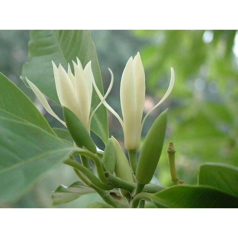 白玉兰花白玉兰白缅花缅桂花黄桷兰室内阳台绿化树苗 二年生 51cm(含)