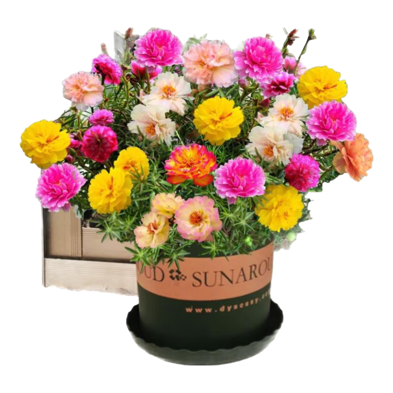 �ذ�̫�������� ����ͥԺ��԰�ļ����� һ��Լ1���� 1.01Ԫ