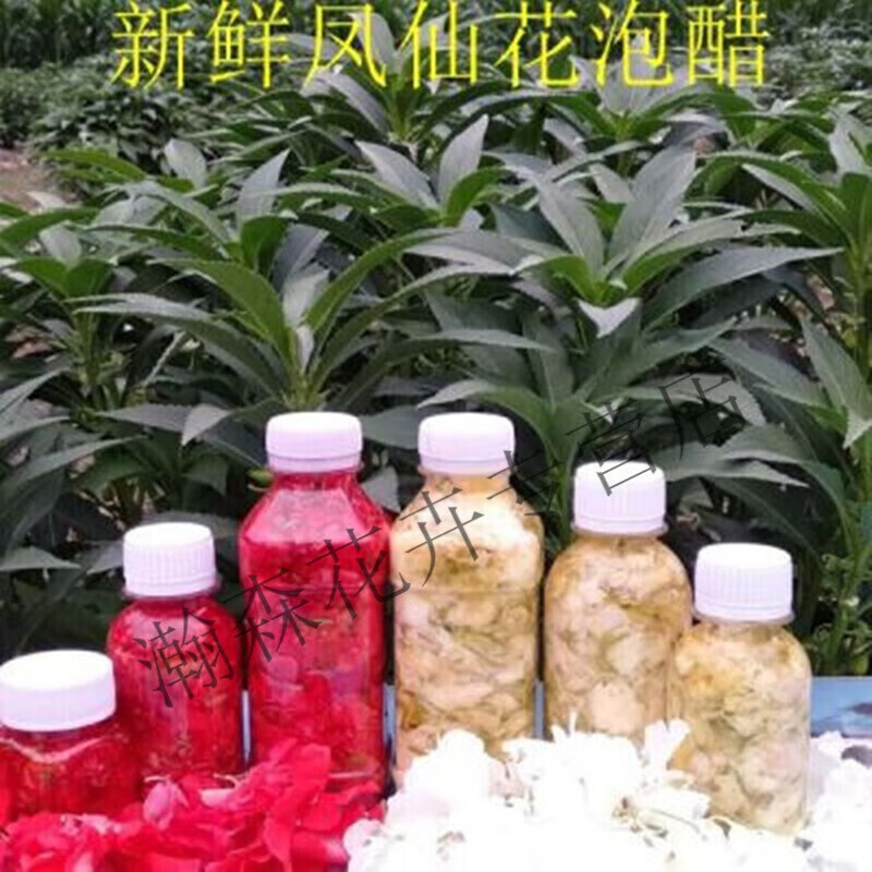 达泽侠新鲜红色凤仙花指甲花鲜花瓣白色凤仙花瓣z2的的 红色鲜花50毫升泡醋