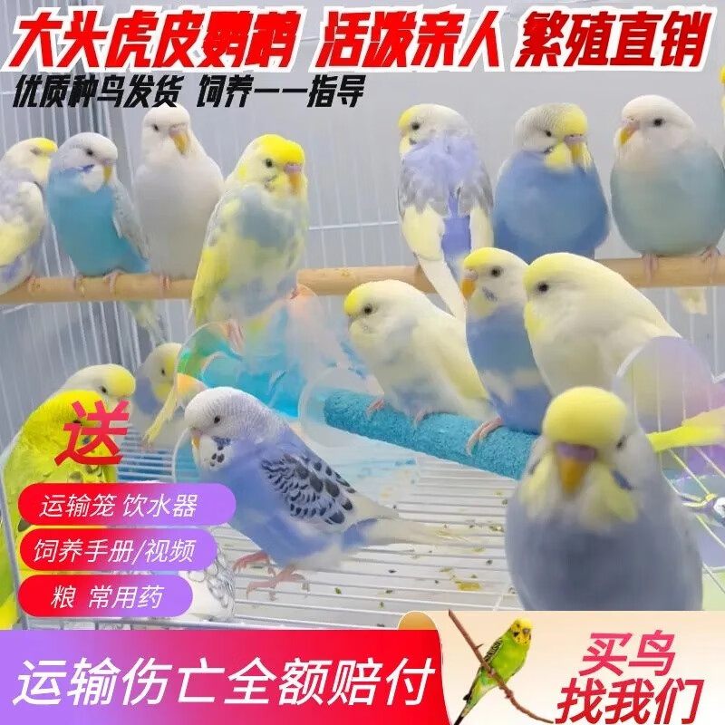 ���� ����廢Ƥ��������ĵ���������ѧ˵������С̫�����ĳ������� �����ͷ�������1ֻ��ĸ�ɱ�ע 68.14Ԫ