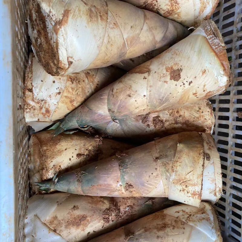 2025揭阳埔田竹笋新鲜现挖带壳当季鲜甜麻笋广西大头笋野生麻竹笋 2斤