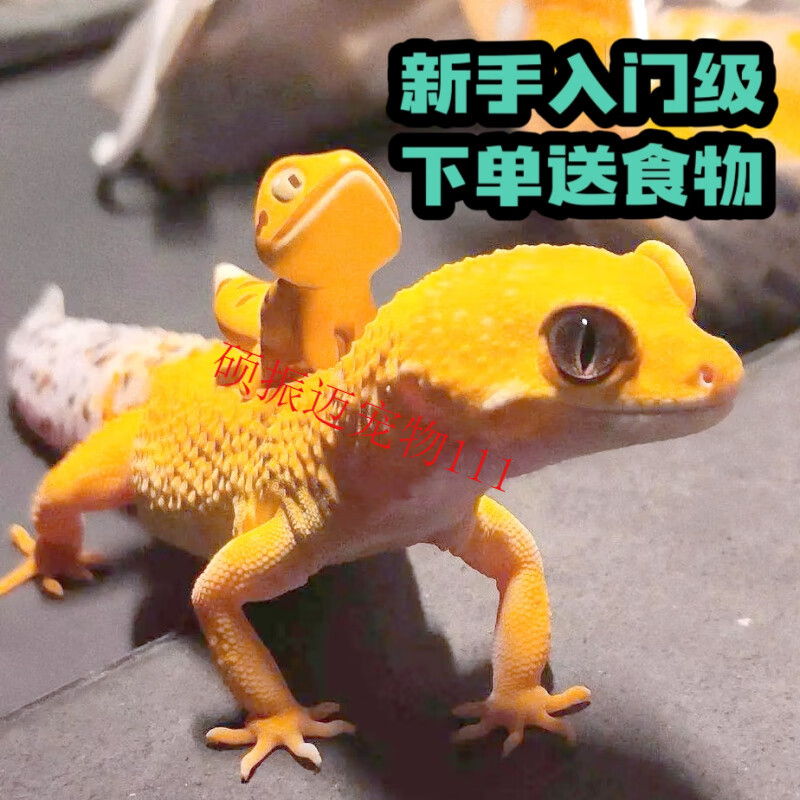 豹纹守宫蜥蜴活物新手入门懒人宠物练手易养异宠小型温顺幼体定金