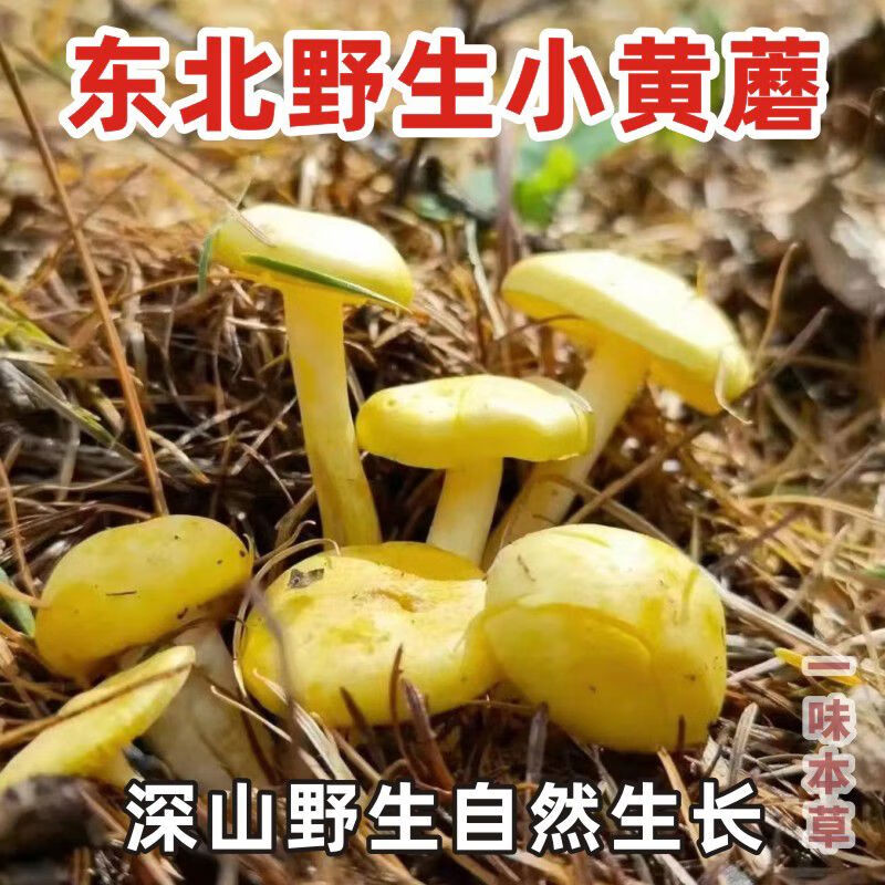 野生东北特产小黄蘑菇特干货级干松蘑250g新鲜黄油蘑小鸡炖阿尔山 250
