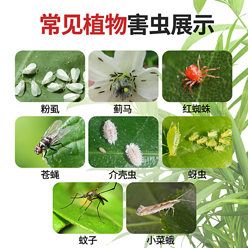 最先端 小强恢恢杀虫剂花卉植物土壤月季花蝽虫蚜虫白粉虱蚧壳虫小黑飞红 住まい/暮らし/子育て