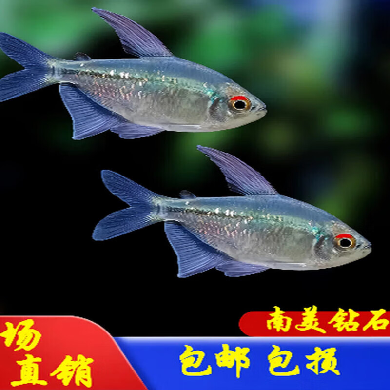 南美钻石灯鱼闪光直线脂鲤淡水热带鱼南美进口群游鳉鱼灯科鱼草缸 1.5cm南美钻石灯5条 未发色