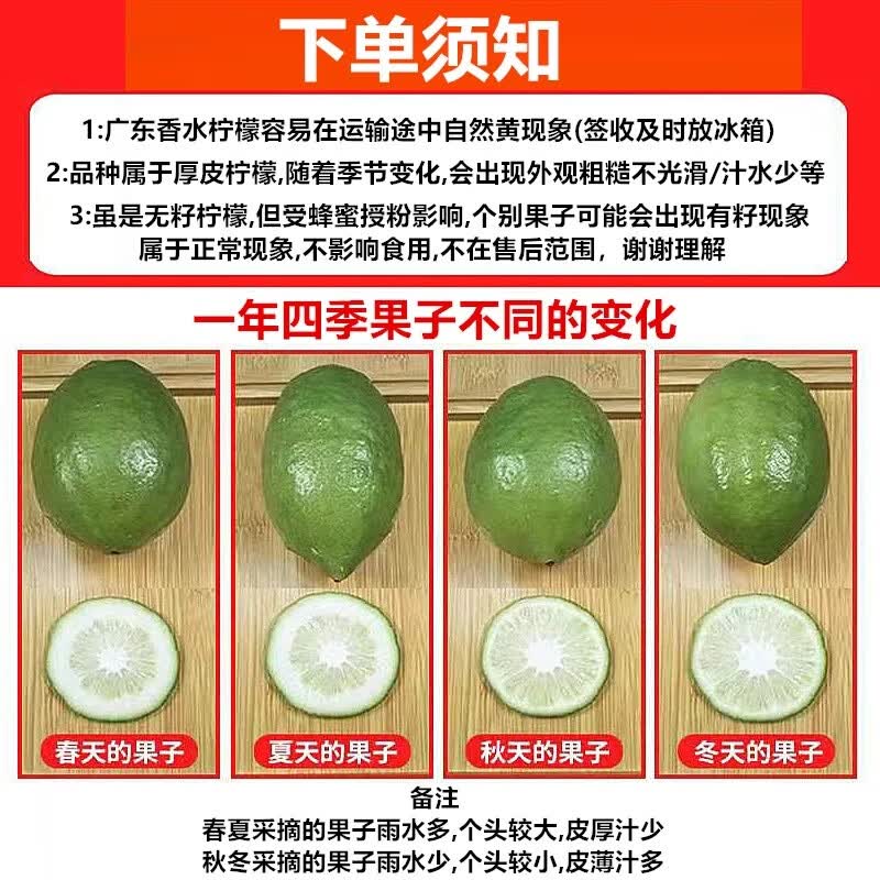 正宗广东香水柠檬爆香新鲜无籽柠檬精品一级果 18斤一级果【奶茶店高复购】 中果【70-99克】