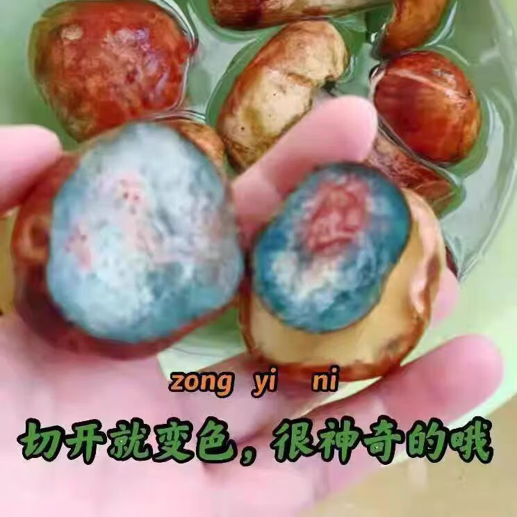 云南野生见手青新鲜牛肝菌当季野生菌红葱蘑菇野生顺丰现发见手青 520g一斤精品质量装
