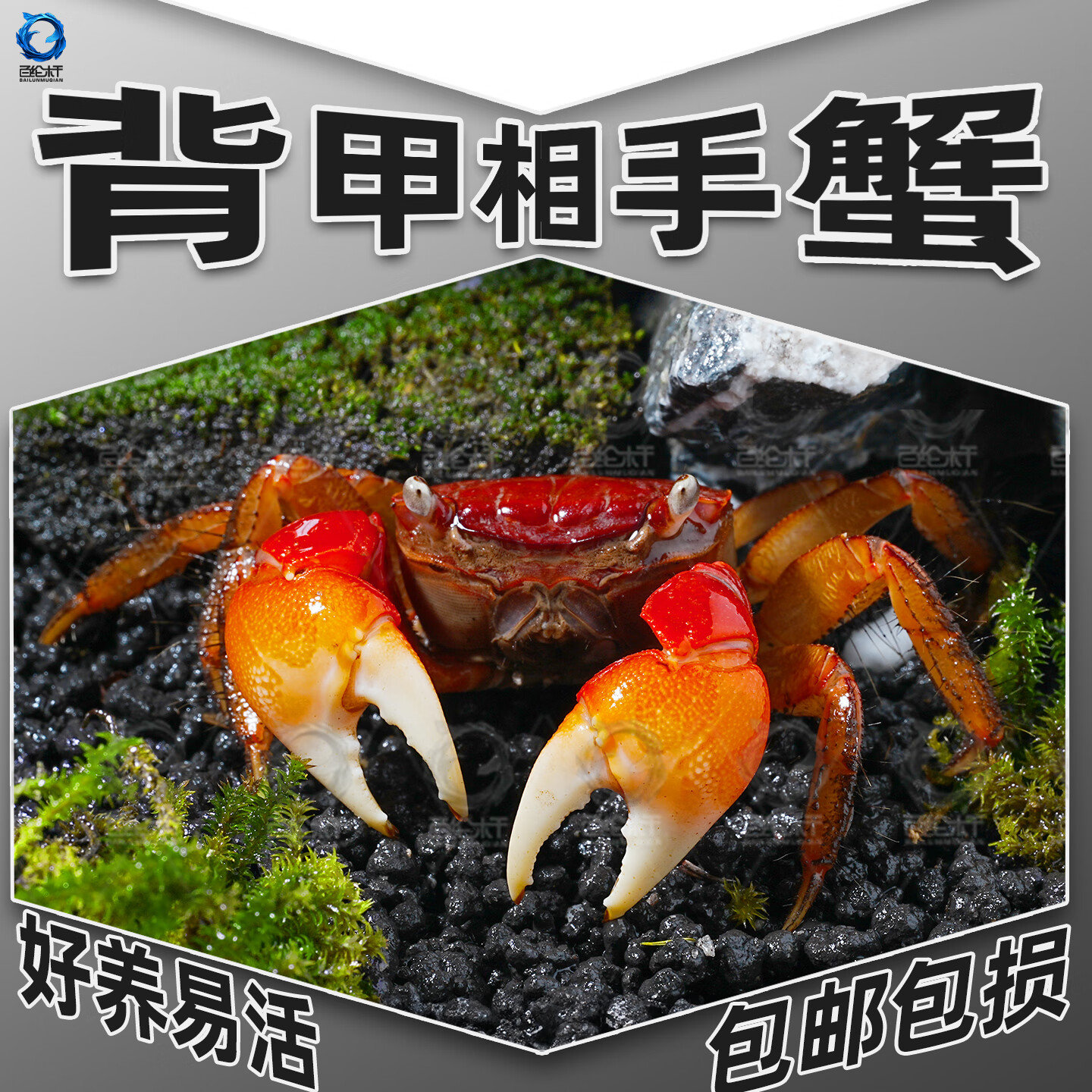 百纶木千红鳌相手蟹招财蟹活体宠物螃蟹淡水深水观赏蟹鱼缸除藻将军相守蟹 2.5-3cm背甲相手蟹6只送饲料