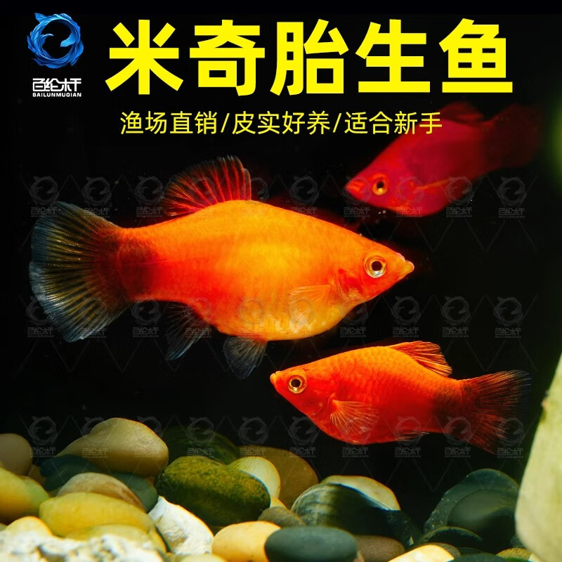 百纶木千米奇鱼观赏鱼 胎生鱼 新手推荐 好养活 小型鱼  运输包损包邮 大米奇10条（3cm左右）公母混搭