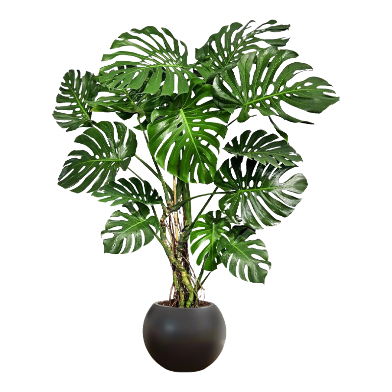 �����ؼ��걳�������������׮��Ҷ���ڴ��������ֲ��߼����辰���� ���콢�����걳��1.3-1.5m+��ɫԲ���� 135.8Ԫ