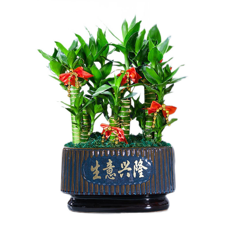 绿植盆栽历史价格怎么看|绿植盆栽价格走势