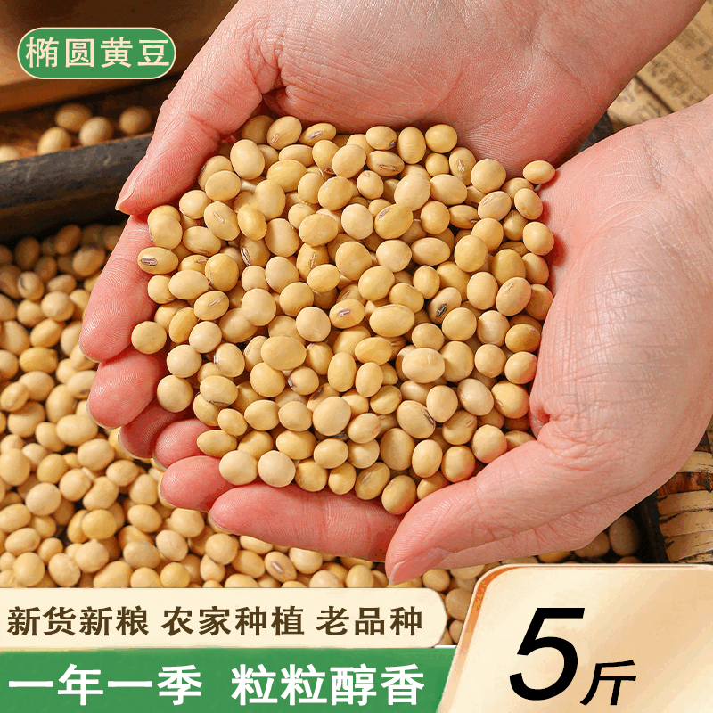 农家椭圆土黄豆老品种新粮发豆芽苗打豆浆做豆腐豆酱炖菜五谷杂粮 椭圆黄豆250g*1袋【尝鲜装】