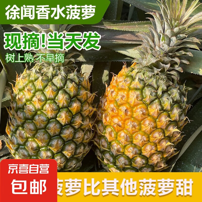 广东徐闻菠萝新鲜水果香水菠萝当季孕妇菠萝非凤梨整箱包邮 1粒装 单果1.3-1.5斤