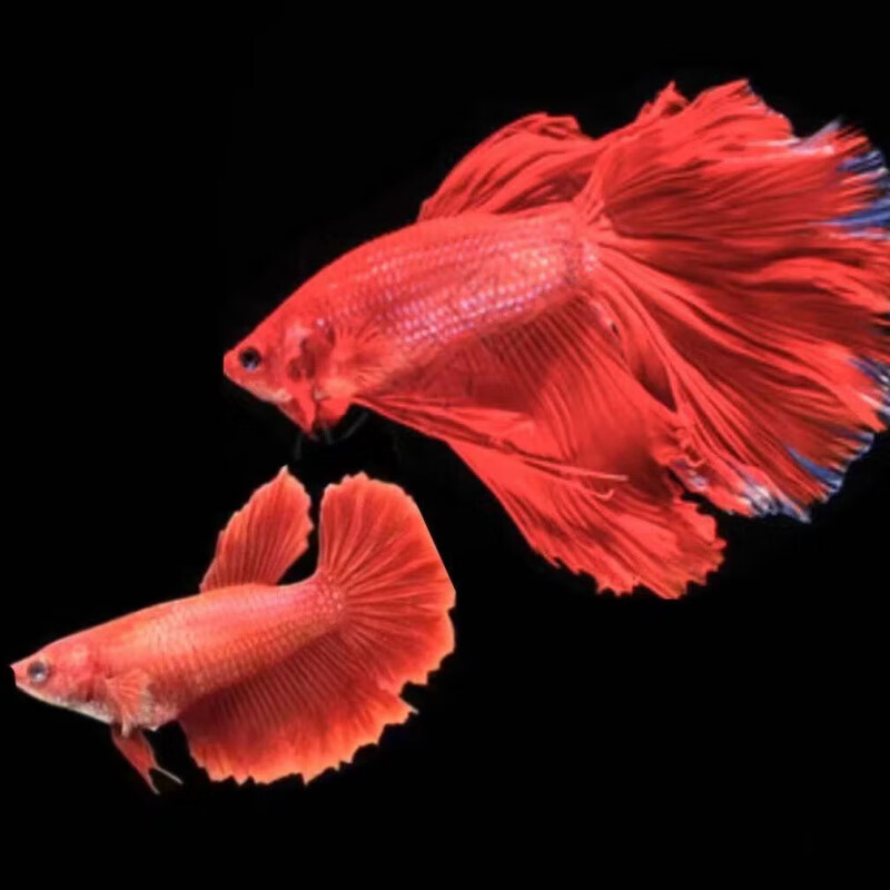 赛级泰国斗鱼粉白半月公网红仙女婚纱鱼观赏鱼将军马尾鱼泰国渔场