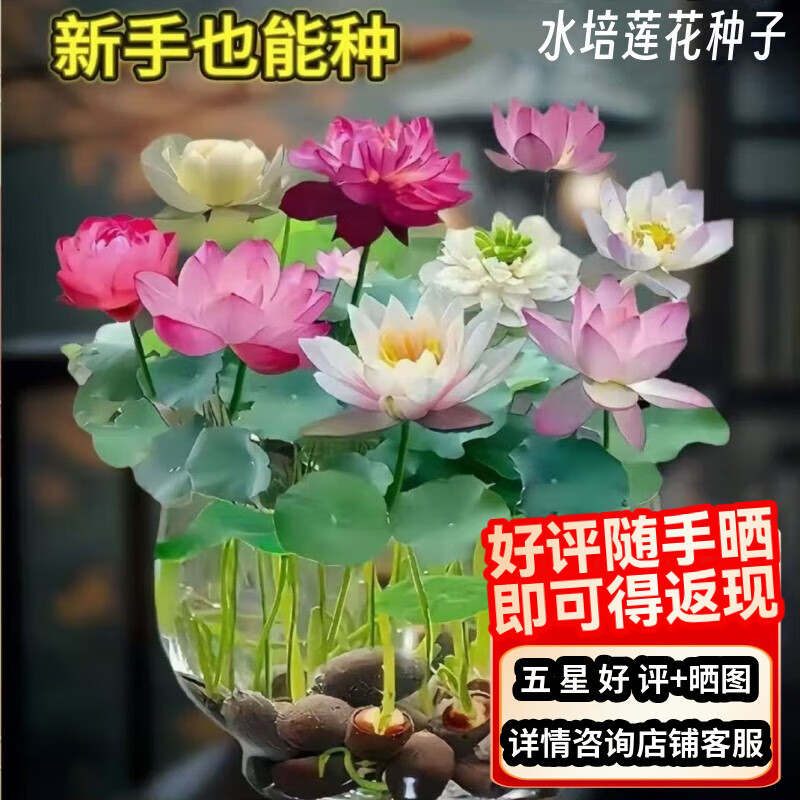 行湘水生莲花种子睡莲水培植物  莲花混色20粒+15水仙玻璃盆 源头直发