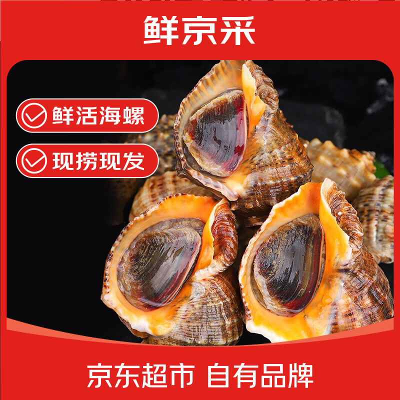鲜京采 鲜活海螺 净重2斤 5-7只/斤 鲜活到家 生鲜海鲜 源头直发