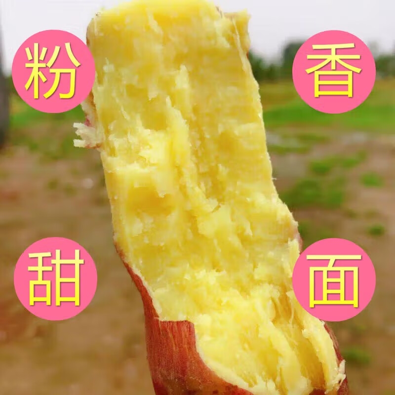芸芸致实正宗陕西临潼板栗新挖红薯粉面甜新鲜番薯地瓜板栗薯 5斤中果 8-16根