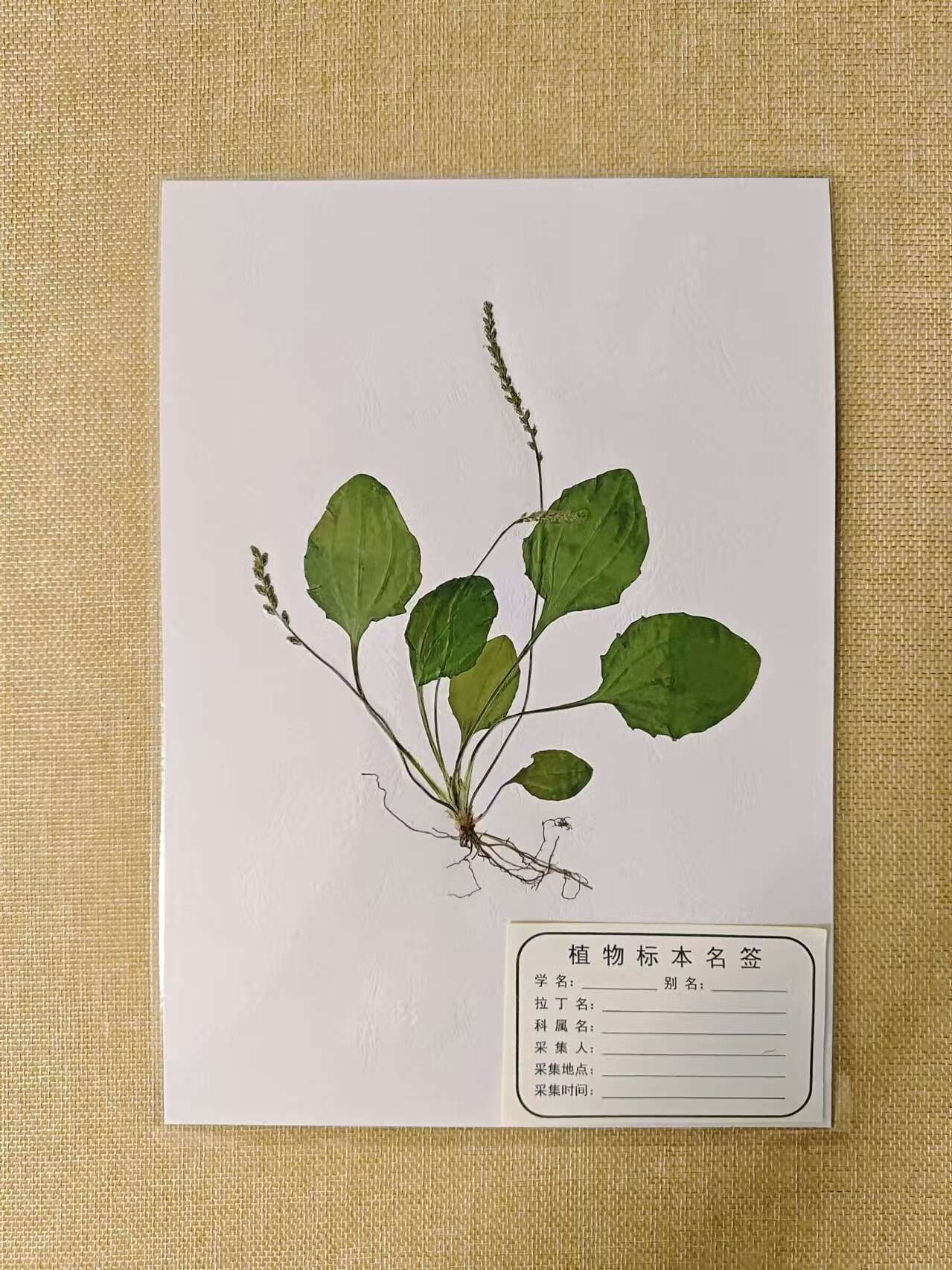 美衣羊植物标本成品各种整株根茎叶中药草本植物塑封成品教学教具a4