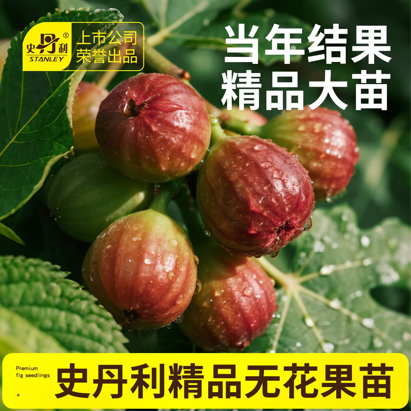 史丹利无花果树果苗盆栽特大果波姬红果苗树四季南方北方当年结果 【当年结果】波姬红 整株高度40-50cm 2盆 精品大苗