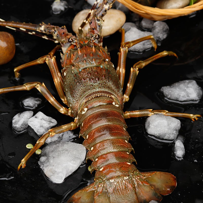 海鲜颂澳洲龙虾