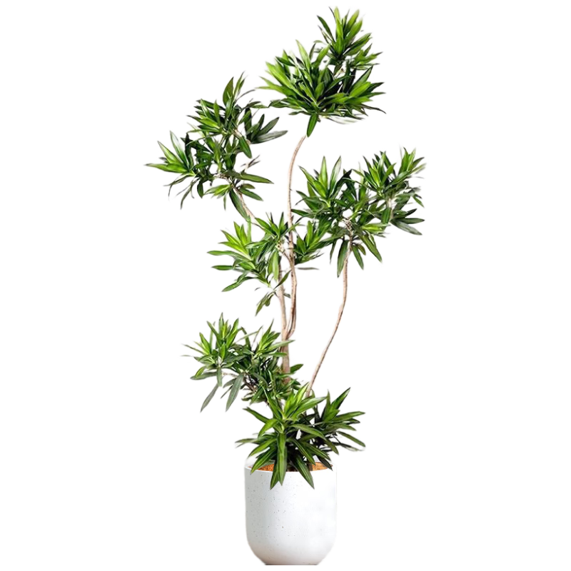 �����аٺ����������ڿ�����̨����ֲ���������ֲ������Ǩ����Դͷֱ��