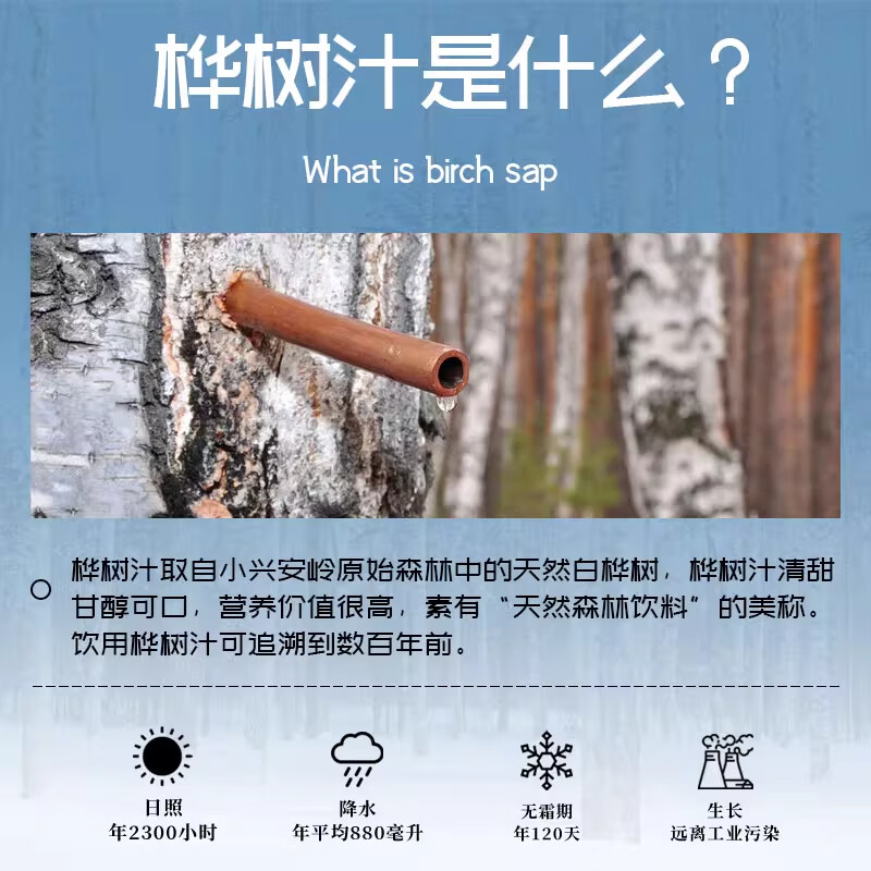 白桦树汁100%原汁原液还原天然白桦树汁植物饮料 【蜕变装10盒50袋】【滋养干脏】