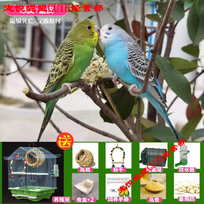 鹦鹉活鸟包活云斑鹦鹉中小型会说话手养虎皮鹦鹉活物家养宠物小鸟 篮虎皮+绿虎皮+豪华鸟笼+鸟窝+秋