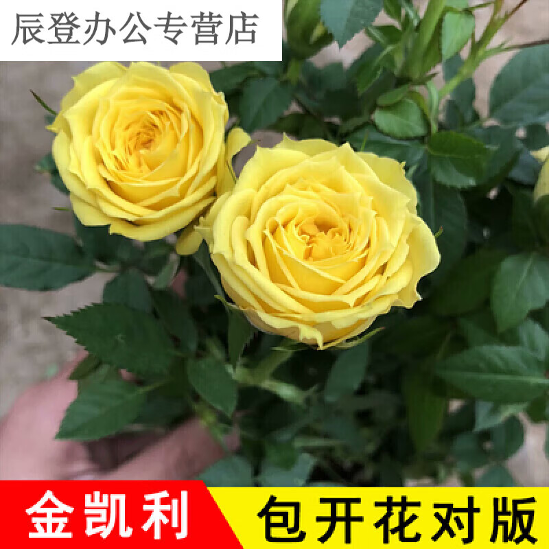 妖姬多色多头老桩盆栽易活花卉阳台四季开花植物月季jy 金凯利 肥料