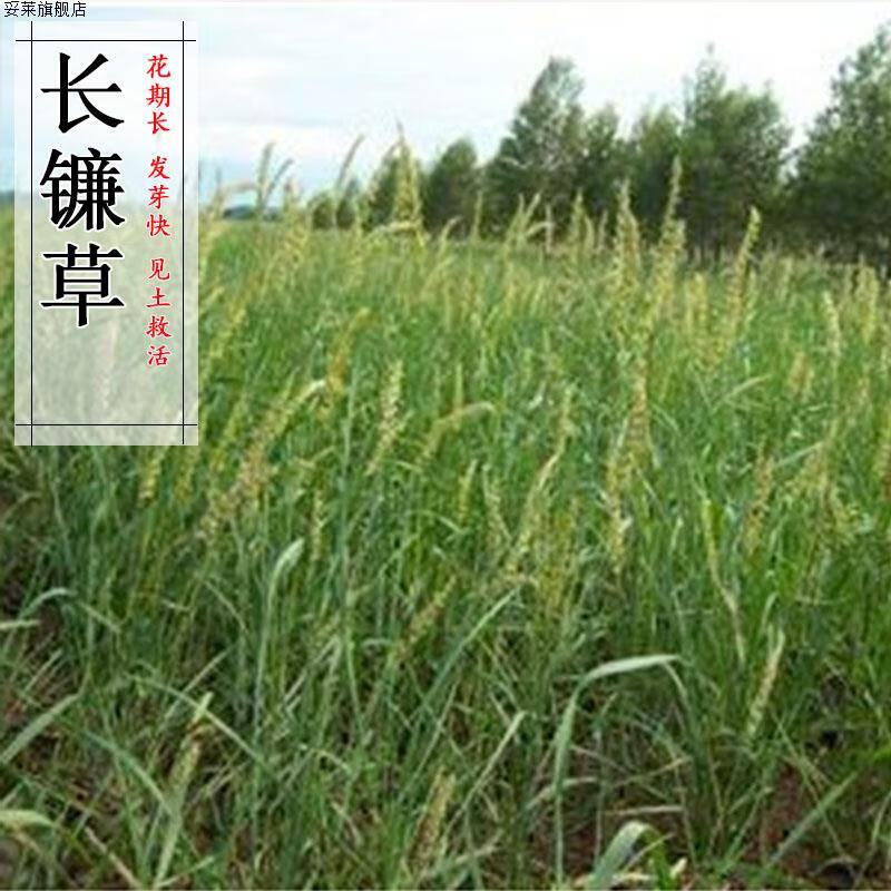 绿达长镰草种子籽坟头草籽墓头草墓地草籽响铃草籽茅草草籽白茅种子