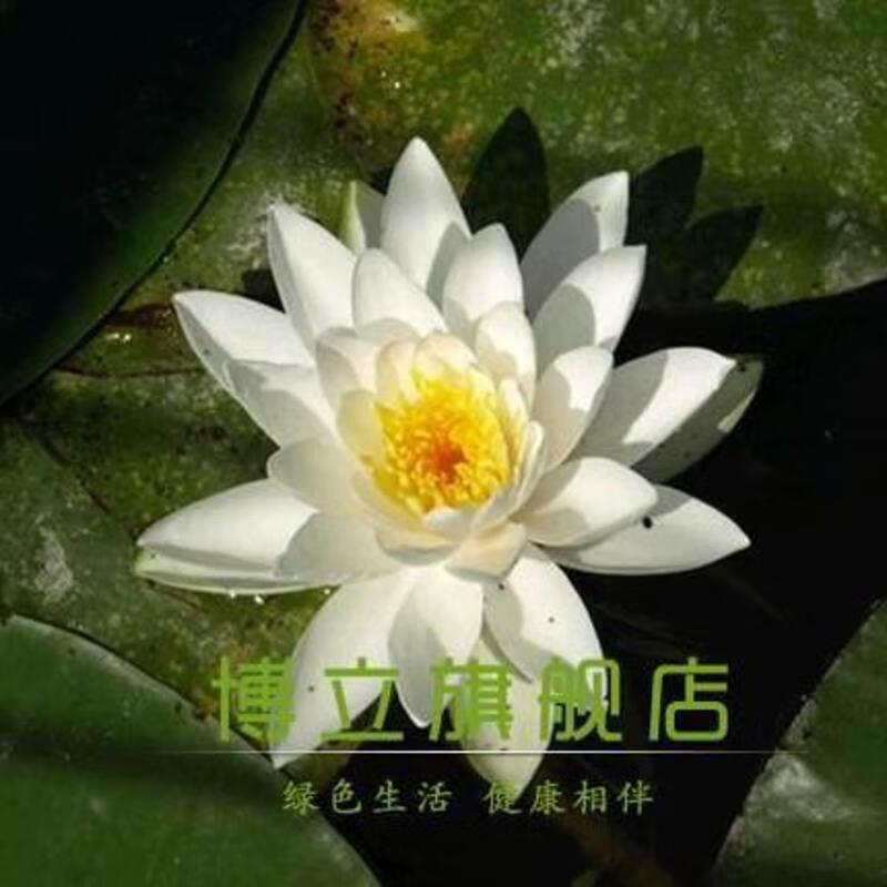 迷你睡莲盆莲 种藕水莲花小睡莲水培睡莲鱼缸盆栽莲花荷花苗 宽瓣白