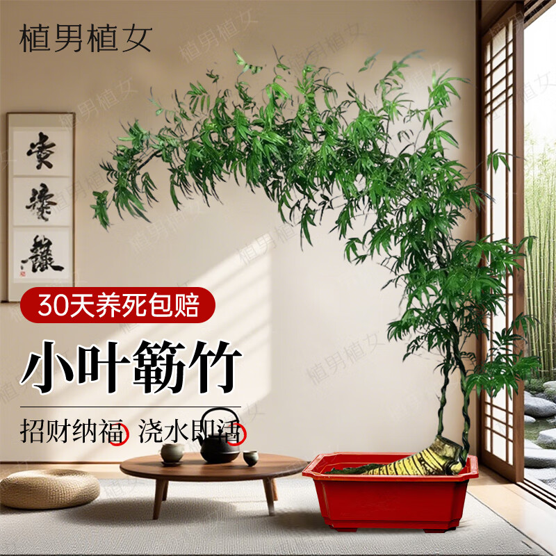 ֲ��ֲŮСҶ����ѡ��׮ֲ�����ڴ������Կ�������ȩ��������ֲԴͷֱ�� 388Ԫ