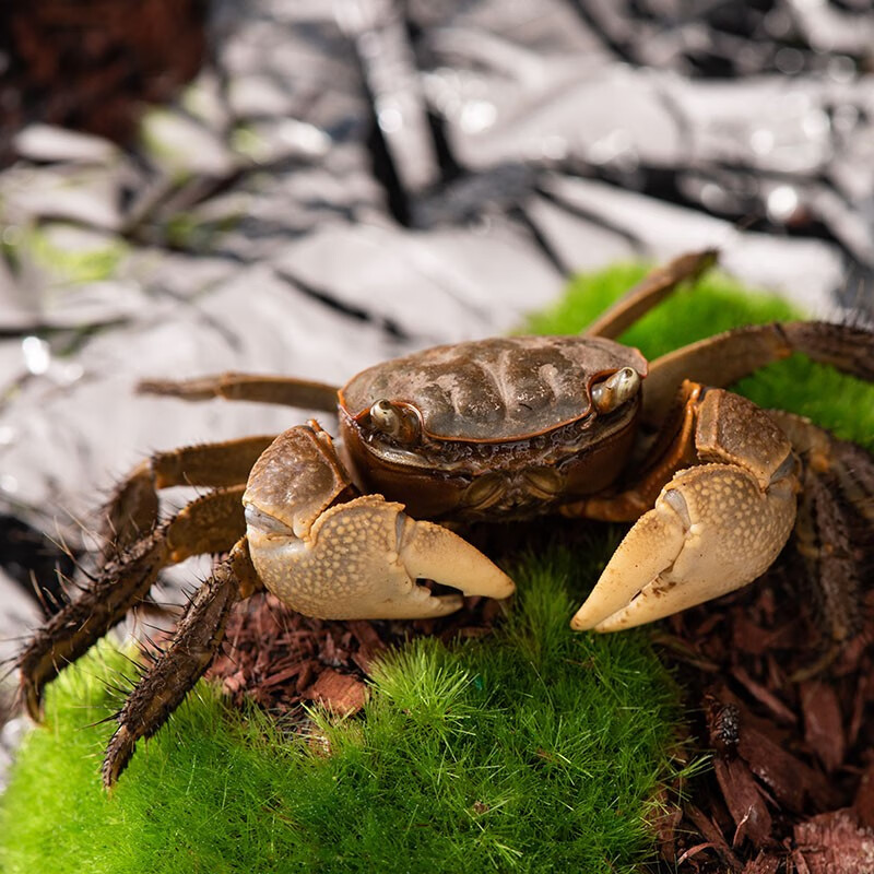 宠以沫(chong yimo)辣椒蟹相手蟹将军蟹弹族观赏宠物活体稀罕宠物
