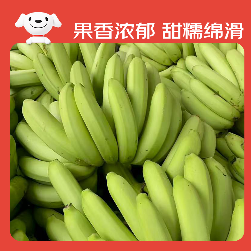 京鲜生广西高山绿皮甜香蕉净重9斤 单根套网100g+ 变软即食源头直发包邮