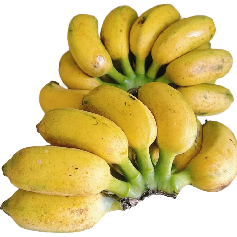 京喜自营 广西网红小米蕉 青香蕉发货放熟吃 新鲜水果一件包邮 青蕉发货 净重5斤